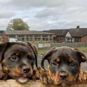 Main photo: Stokenchurch Dog Rescue. Inset photo: Stock image of dogs
