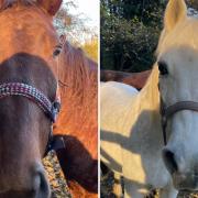 'Like butter wouldn't melt...': Police horses go sightseeing after escaping in Bucks