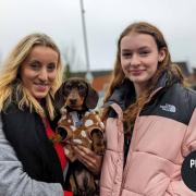 Dachshund pup up cafe in Beaconsfield pictures