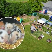 'It's a challenging time': Popular mini pig farm hit by cost-of-living crisis