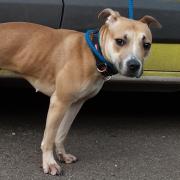 The dog was found in Buckinghamshire on January 20