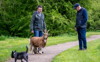David Hughes walks his large pygmy goat named Boo