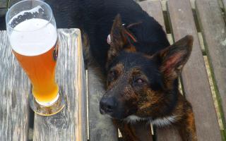 There are a number of pubs which accommodate dogs in High Wycombe