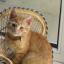 Debbie Yearwood says: Our Scampi was born to be a star! He's the fun loving kitten that anyone could ask for and as you can see he's a poser! He has a lovely temperament and loves nothing better than curling up on your lap to sleep after a hard day.