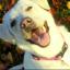 Amelia Goodson said: My lovely labrador has star quality – she is always happy, I am sure she can laugh!
She is a great companion, loyal and loving.
Her favourite things are treats, walkies, and chasing her tail/frisbee/cats/ squirrels!