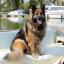 Les Smith said: Maggie Baggins is our very sweet natured 8 yr GSD. She has no sheep to herd so herds her three persian cats.
Very friendly, she loves people, children, boating and all pursuits human. She loves to be the Star of the Show.