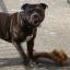 Kerry Hulstaert said: “I think my dog Nico should be crowned High Wycombe Pet Idol 2009 because he really does deserve it.”