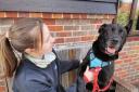 Is this Britain's unluckiest dog? Crossbred Maxy to celebrate 10th birthday in rescue home