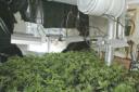 One of the rooms full of cannabis plants