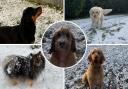 Dogs in Bucks enjoy the snow this morning