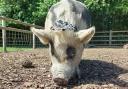 Regal Scarlett the pig with her royal tiara (Image: Animal News Agency)