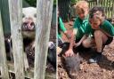 The children weren't squeamish even about picking up pig poo (Credit: Animal News Agency)