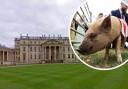 Unusual wedding guests were seen at National Trust's Stowe School in Buckingham
(Andy Sidders/Animal News Agency)