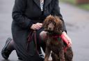 Cocker Spaniel which can detect cancer in humans nominated for hero award
