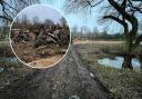 Landowner defends 'harmful' tree felling in Bucks for 'no clear reason'