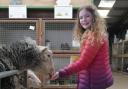 Jessica Nicholls (11) feeding the sheep at Odds Farm