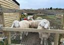 The animals were stolen from a farm in Stokenchurch