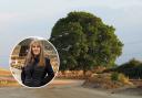 'I couldn't sit by and watch it happen': Woman saves over 80 trees from HS2 felling