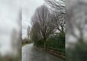 Trees to be cut back