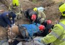 FOUR fire engines rescue trapped pony from trench in Marlow