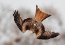 Diving red kite