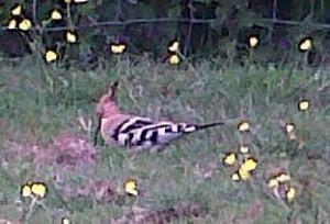 The Hoopoe. Photo by Jack Cartmel, aged 12