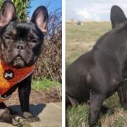 Milly Moo Moo has been reported missing in Milton Keynes (Dog Lost)