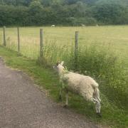 The sheep on Harleyford Lane