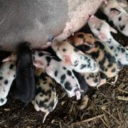 Could these piglets be your new colleagues? (June Essex/ Animal News Agency)