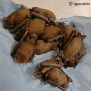 Bats rescued from fallen oak tree