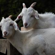 The goats were stolen in an overnight raid