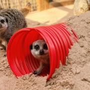 The meerkats are moving to the county!