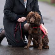 Cocker Spaniel which can detect cancer in humans nominated for hero award