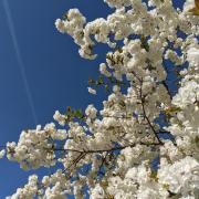 Best walks in Buckinghamshire to see blossom this Spring