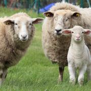 'Mentally debilitating': Bucks farmer loses sheep to deadly dog attacks