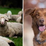 Sheep at Bucks farms are regularly killed by dogs, farmers said