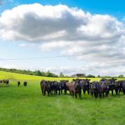Bucks farmer producing 'best local beef' as he champions pasture-fed cows