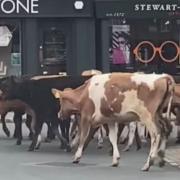 Escaped cows