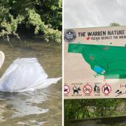 Dog walkers praised for abiding by signage after swan attack