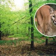 Another big cat sighting has been reported in Bucks