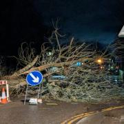 Fallen tree causes partial road closure in Bucks town after arrival of Storm Henk