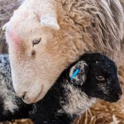 Odds Farm Park is gearing up for its lambing event