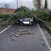 A fallen tree on a car during Storm Henk