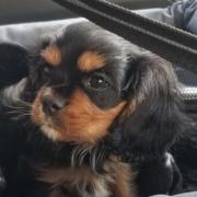 Woman left with £4k vet bills after puppy dies DAYS after being brought home