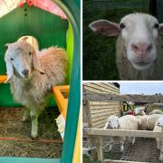 Stolen sheep and goats RETURNED to home in Buckinghamshire