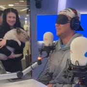 Mini pig from Bucks surprises Roman Kemp live on radio show