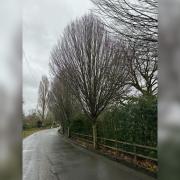 Trees to be cut back