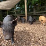 Kew Little Pigs is based in Amersham