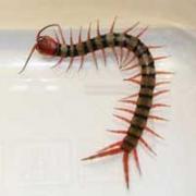 File picture: A patient's daughter claims there was an insect resembling a centipede at A&E