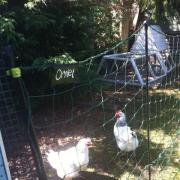 Boc-Boc-Bkawk! Mrs Betty and Mrs Crab, our two Light Sussex hens.